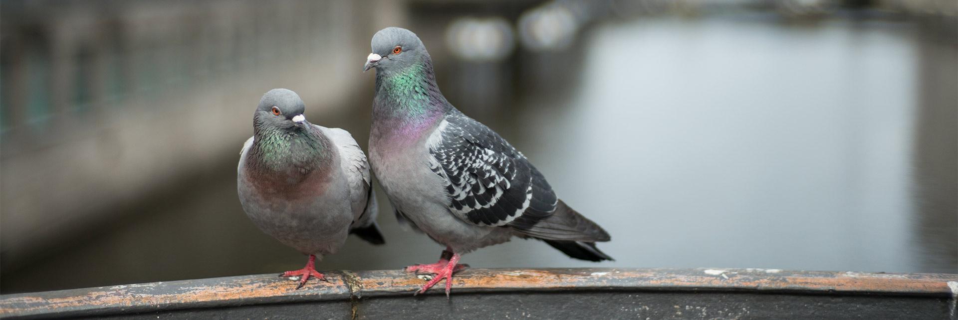 Haidl Meisterbetrieb Spenglerei Taubenschutz