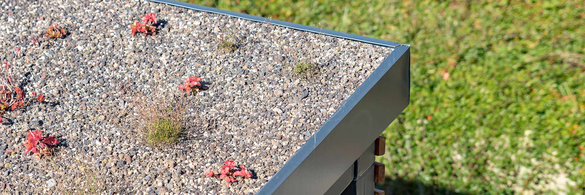 haidl_dachbegruenung